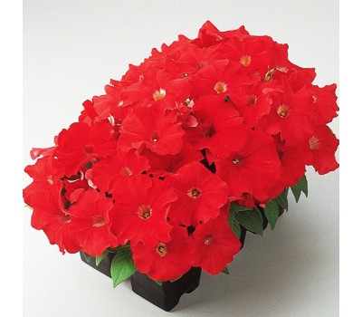 Петуния многоцветковая (Petunia multiflora F1) Carpet Bright Red (5 др )