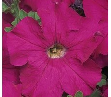 Петуния крупноцветковая (Petunia grandiflora F1) Dreams Neon Rose(10 шт )