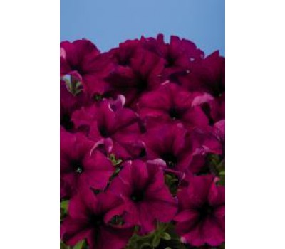 Петуния крупноцветковая (Petunia grandiflora F1) Aladdin™ Burgundy,(10 др)
