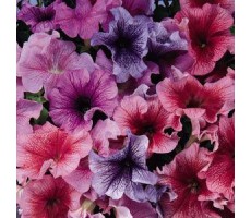 Петуния крупноцветковая (Petunia grandiflora F1) Daddy Mix(10 ДР)