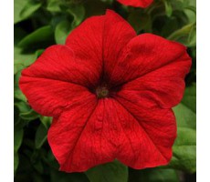 Петуния крупноцветковая (Petunia grandiflora F1) Ez Rider® Red,(5ДР)