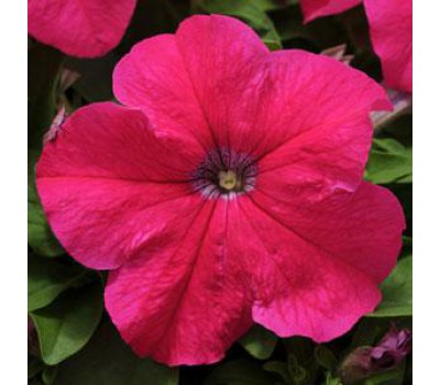 Петуния крупноцветковая (Petunia grandiflora F1) Ez Rider® Rose, (5ДР)