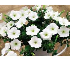 Петуния крупноцветковая (Petunia grandiflora F1) Ez Rider® White, (5ДР)