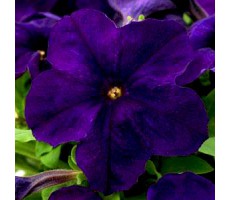 Петуния крупноцветковая (Petunia grandiflora F1) Ez Rider® Blue,(5ДР)