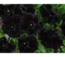 Петуния крупноцветковая (Petunia grandiflora F1) Sophistica® Blackberry,(5ДР)