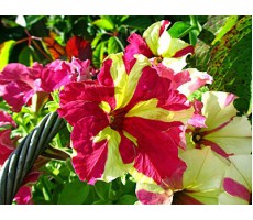 Петуния крупноцветковая (Petunia grandiflora F1) Sophistica® Lime Bicolour,(5ДР)