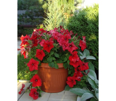 Петуния крупноцветковая (Petunia grandiflora F1) Supercascade Red,(10ДР)