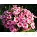 Петуния крупноцветковая (Petunia grandiflora F1) Supercascade Rose,10ДР)