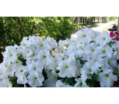 Петуния крупноцветковая (Petunia grandiflora F1) Supercascade White,(10ДР)