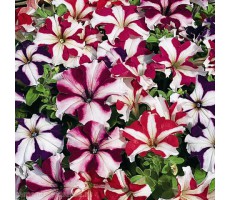 Петуния крупноцветковая (Petunia grandiflora F1) Tango all star mixture,(10 ДР)